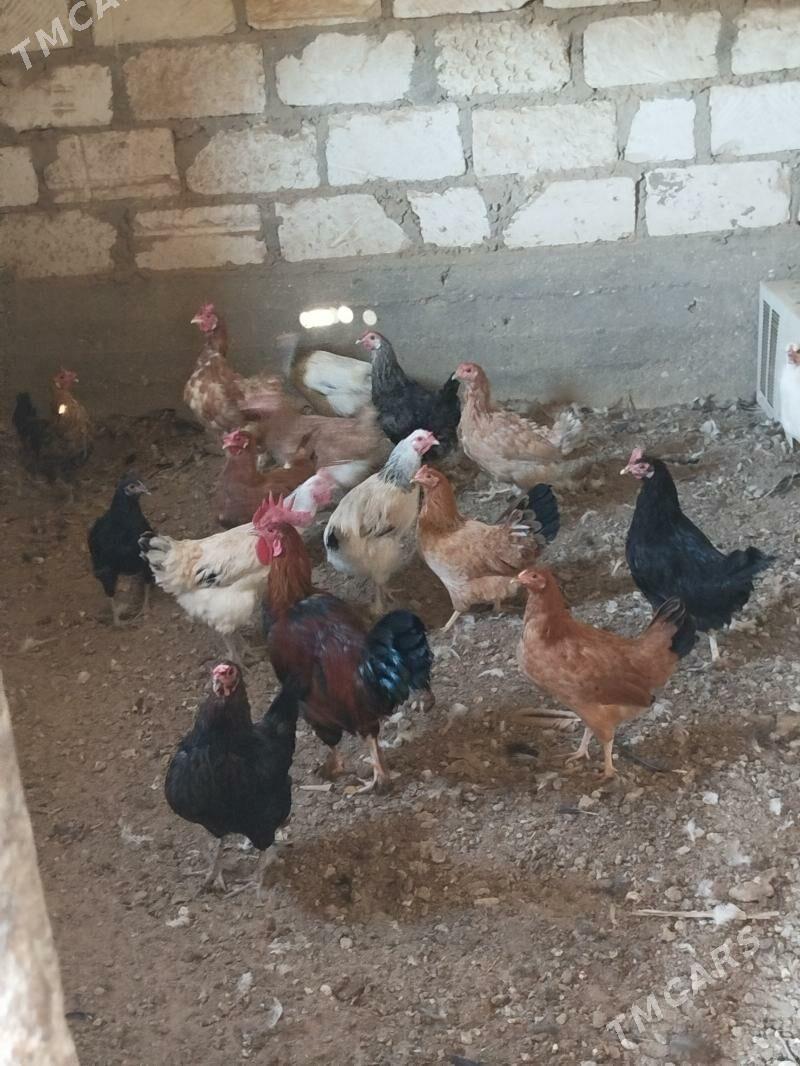 tovuk - Gumdag - img 1