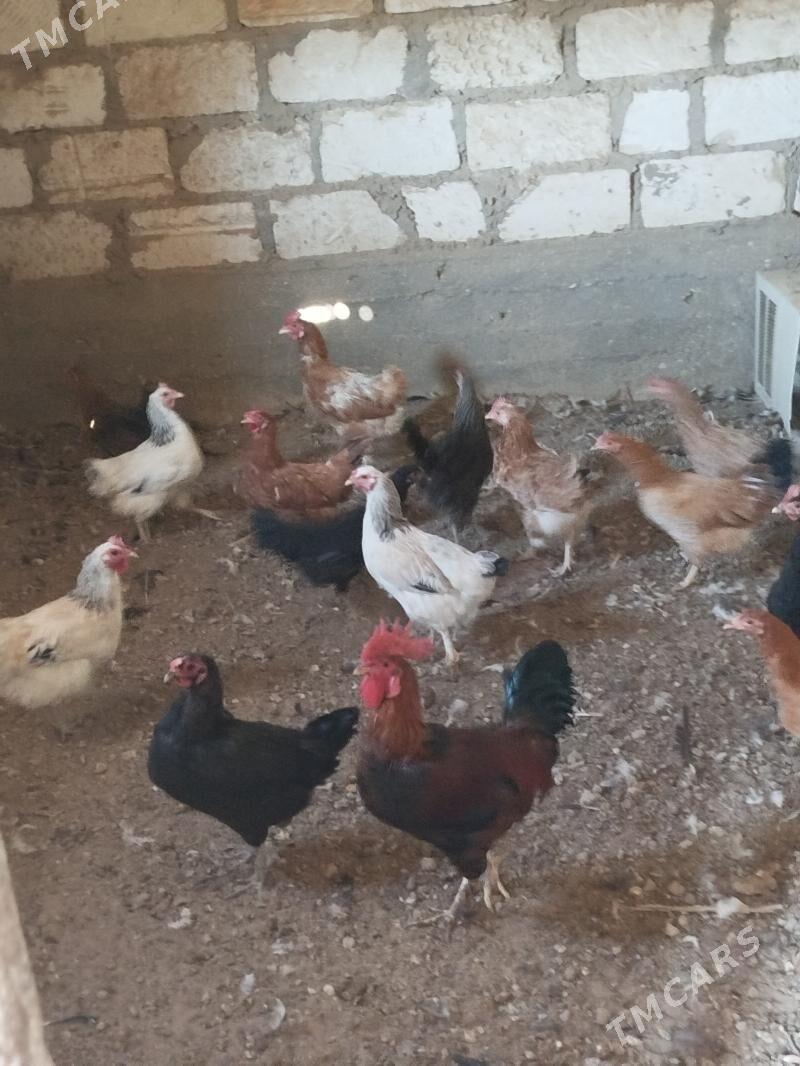 tovuk - Gumdag - img 2