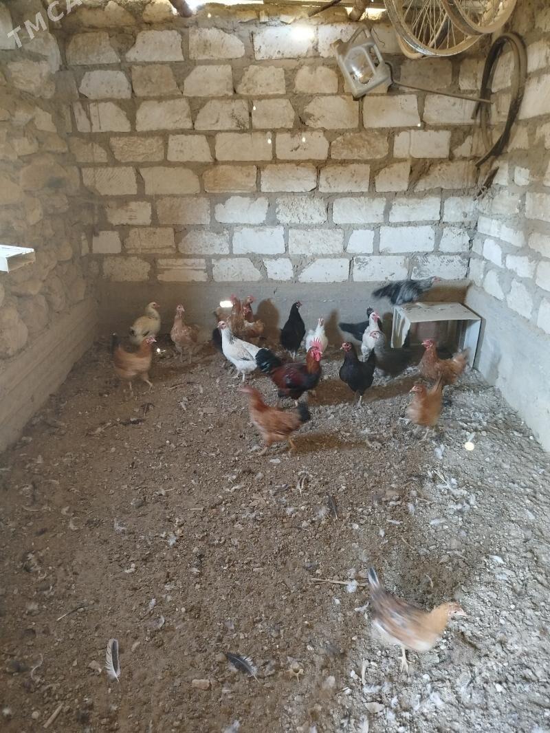 tovuk - Gumdag - img 3