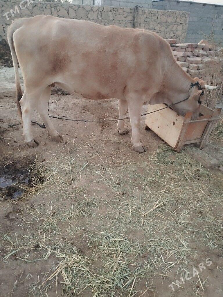 sygyr - Bäherden - img 4