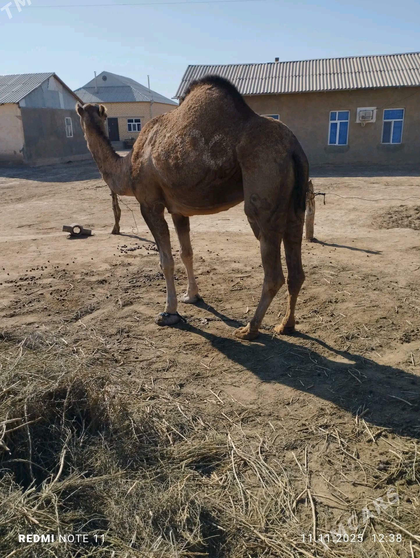 Düýe - Бабадайхан - img 2