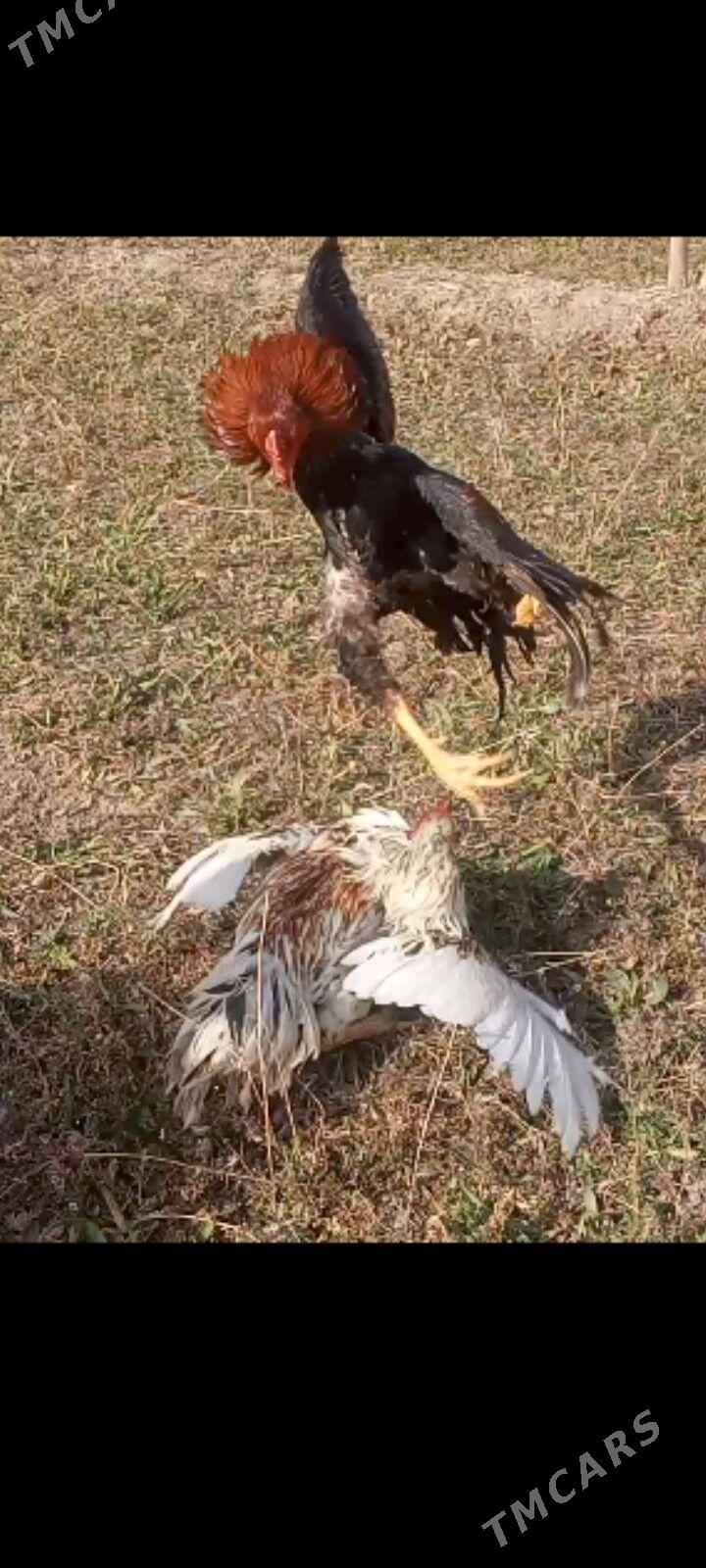 baysok horaz - Сакарчага - img 1