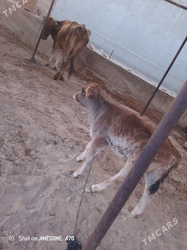 goleli sygyr - Мары - img 3