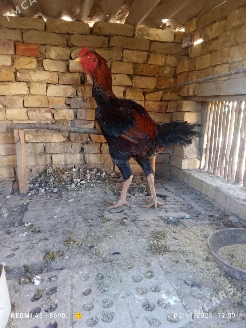 baysok horaz - Сакарчага - img 2