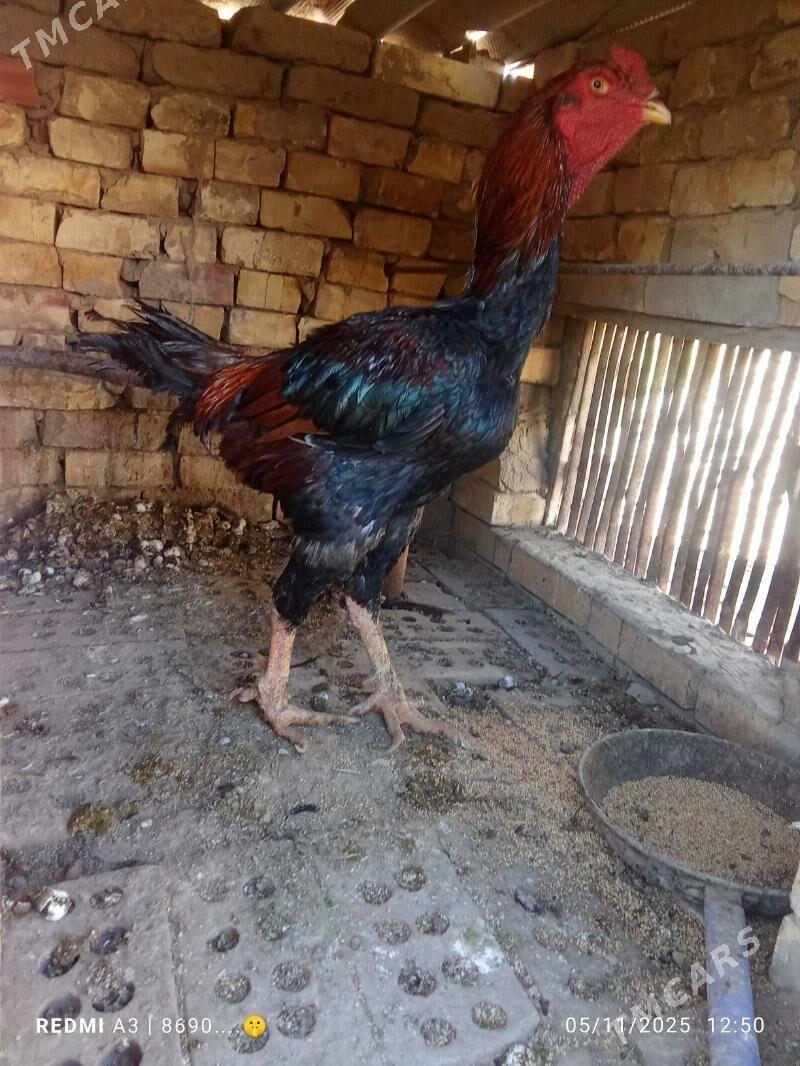 baysok horaz - Сакарчага - img 3