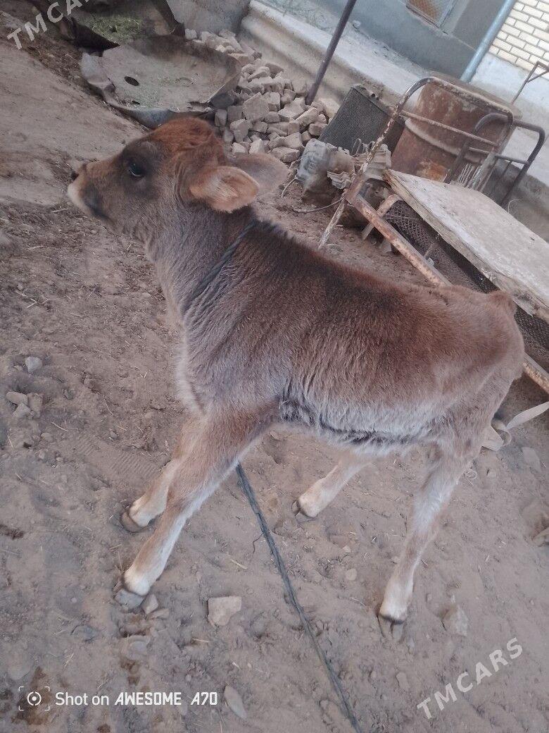 goleli sygyr - Мары - img 1