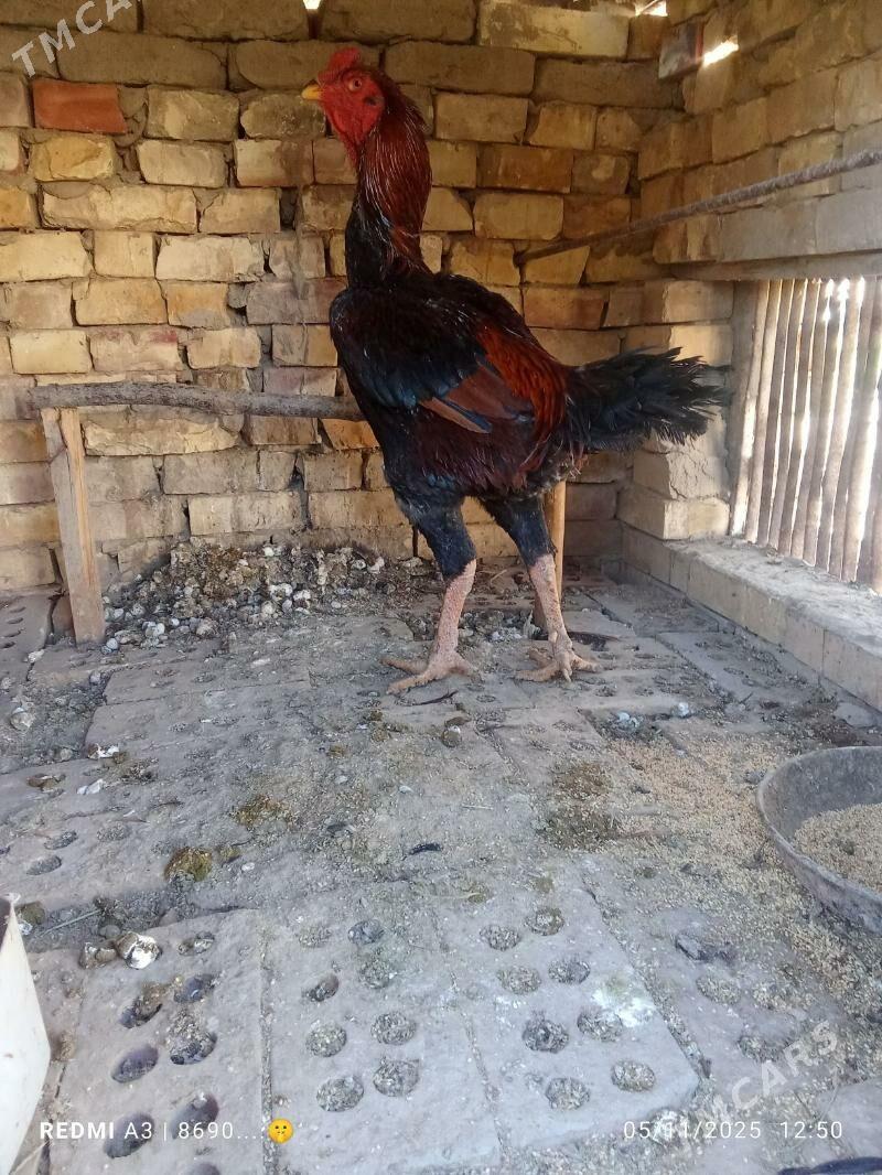 baysok horaz - Сакарчага - img 4