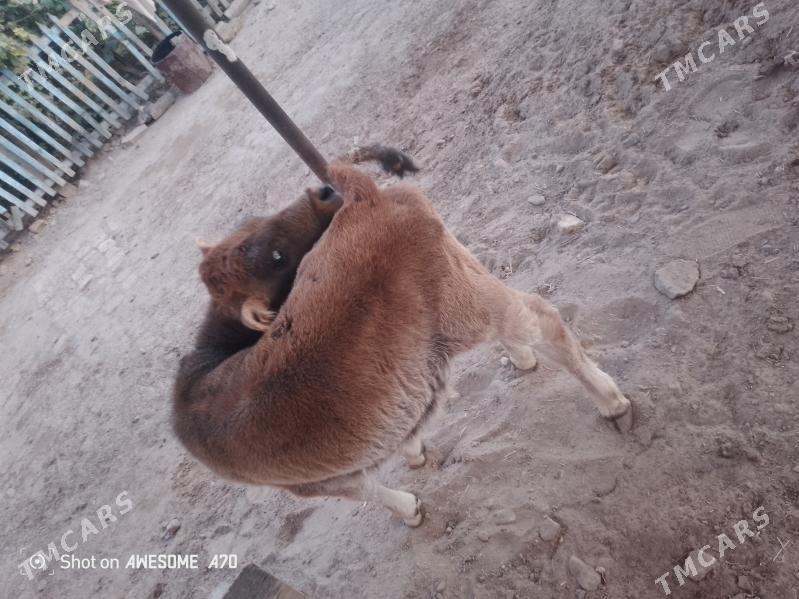 goleli sygyr - Мары - img 6