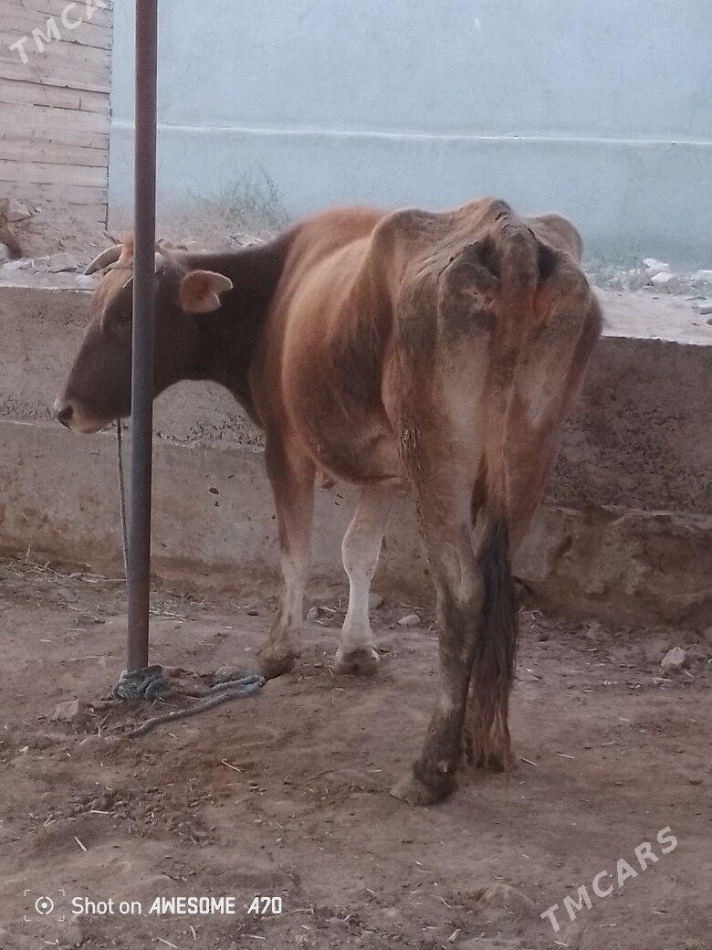 goleli sygyr - Мары - img 2