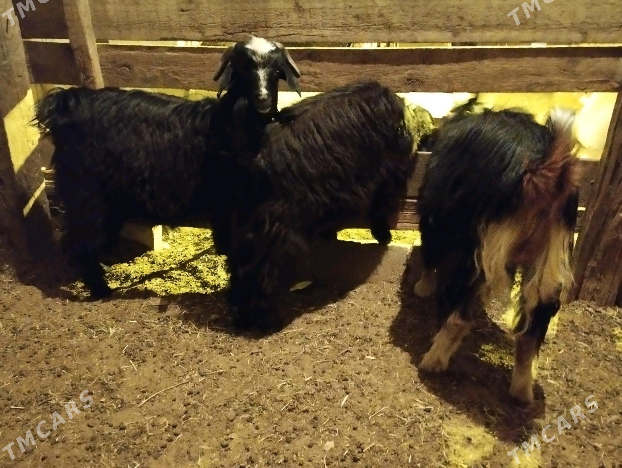 Çewiş dog erkeç - Ашхабад - img 2