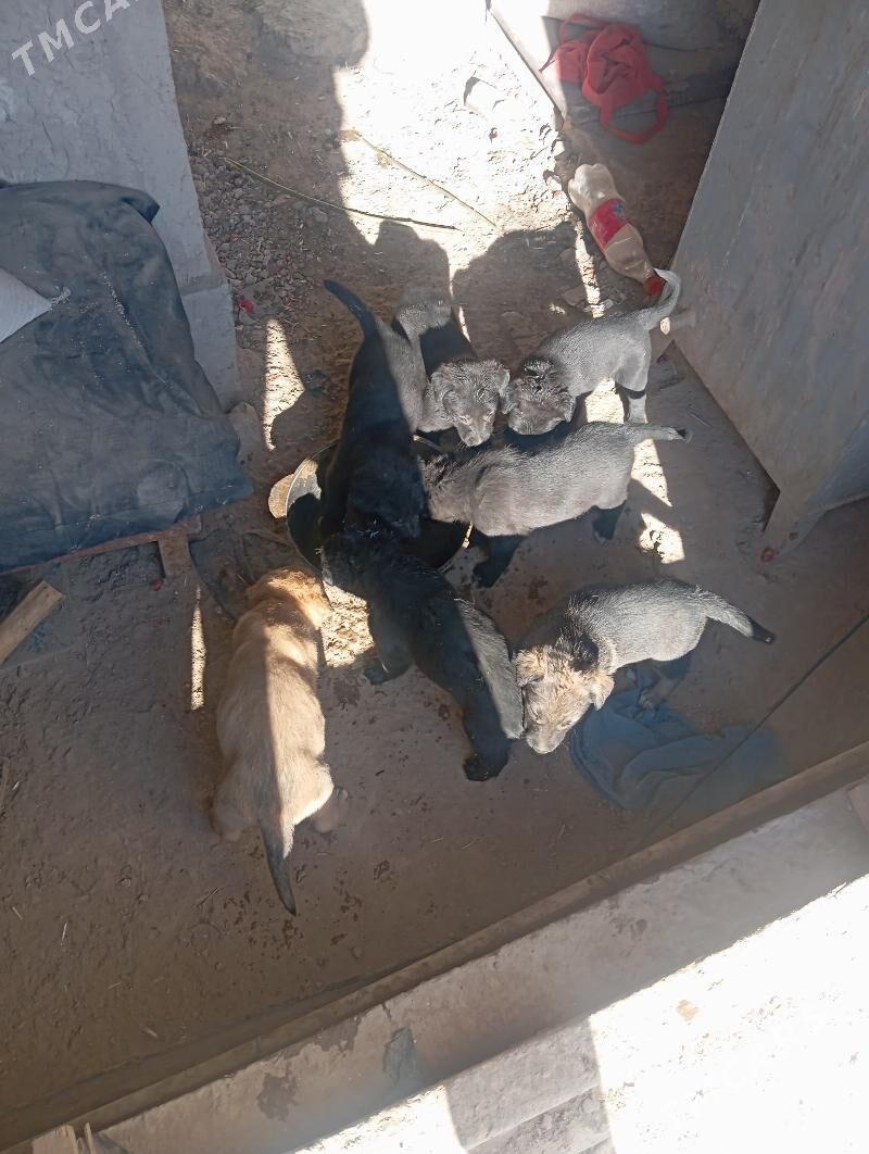 afcarka - Дашогуз - img 4