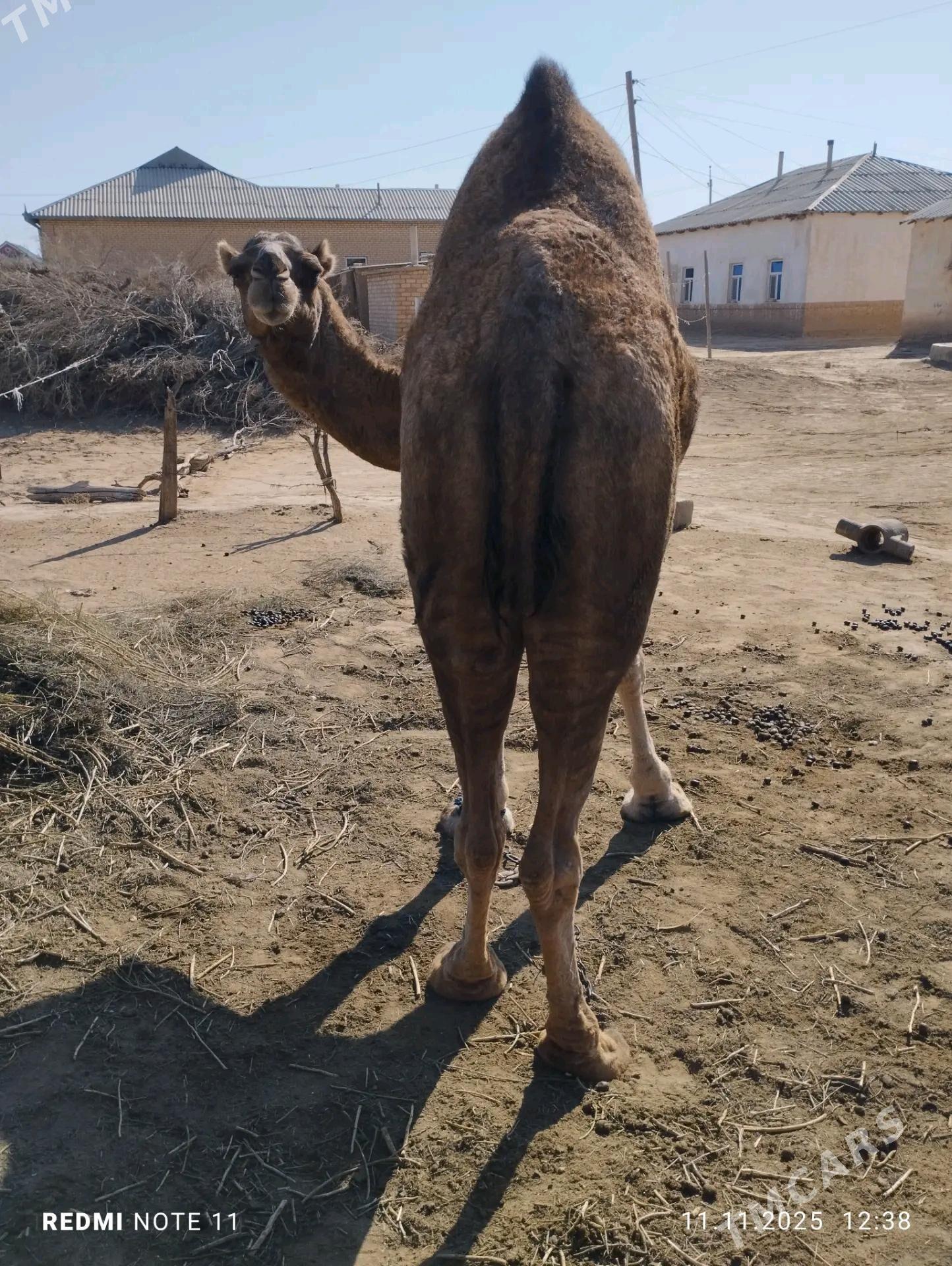 Düýe - Бабадайхан - img 3