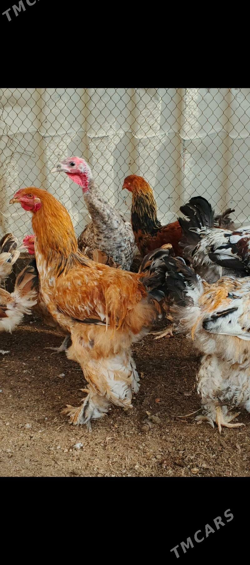 horaz brama - Туркменбаши - img 1