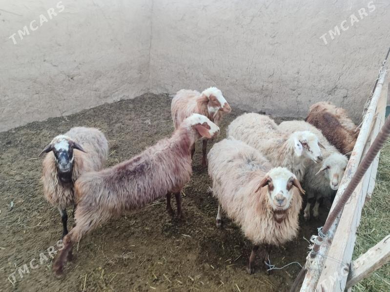 Goýun - Bäherden - img 2