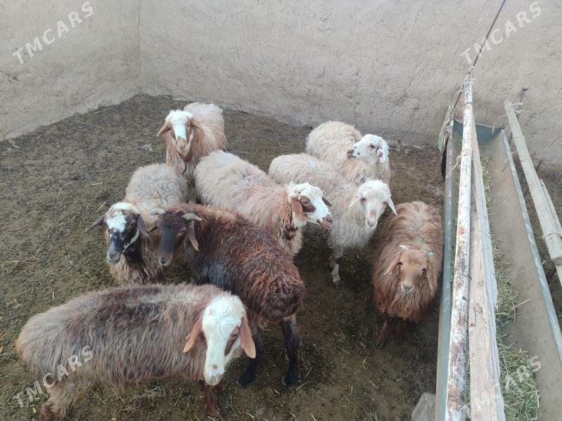 Goýun - Bäherden - img 4