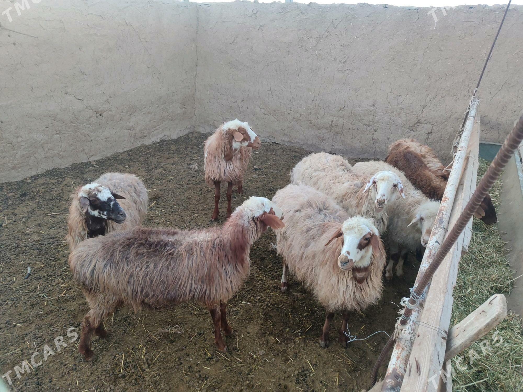 Goýun - Bäherden - img 3