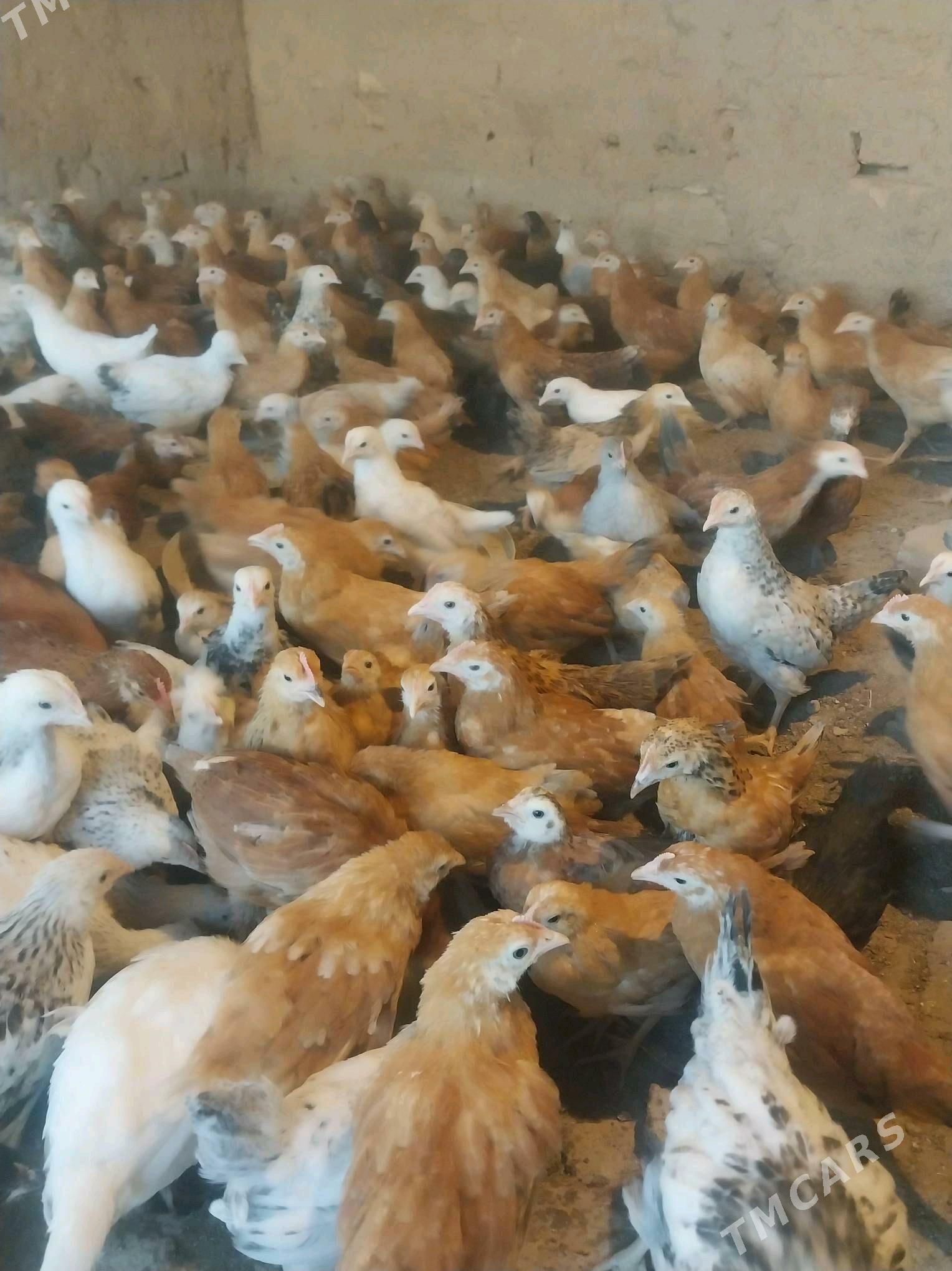 Towuk juje - Kaka - img 2