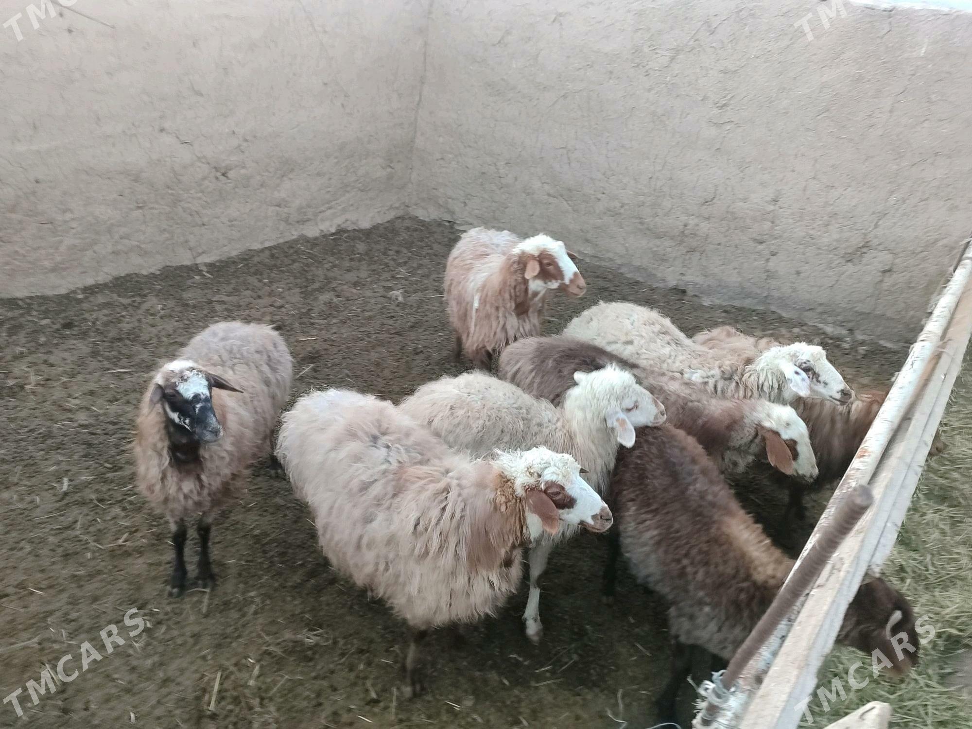 Goýun - Bäherden - img 1