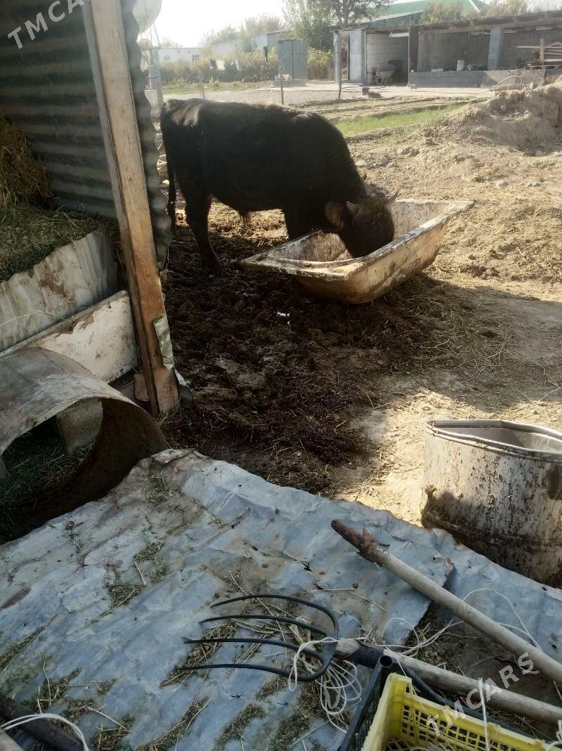 Öküz - Gypjak - img 3