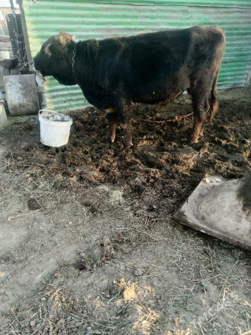 Öküz - Gypjak - img 1