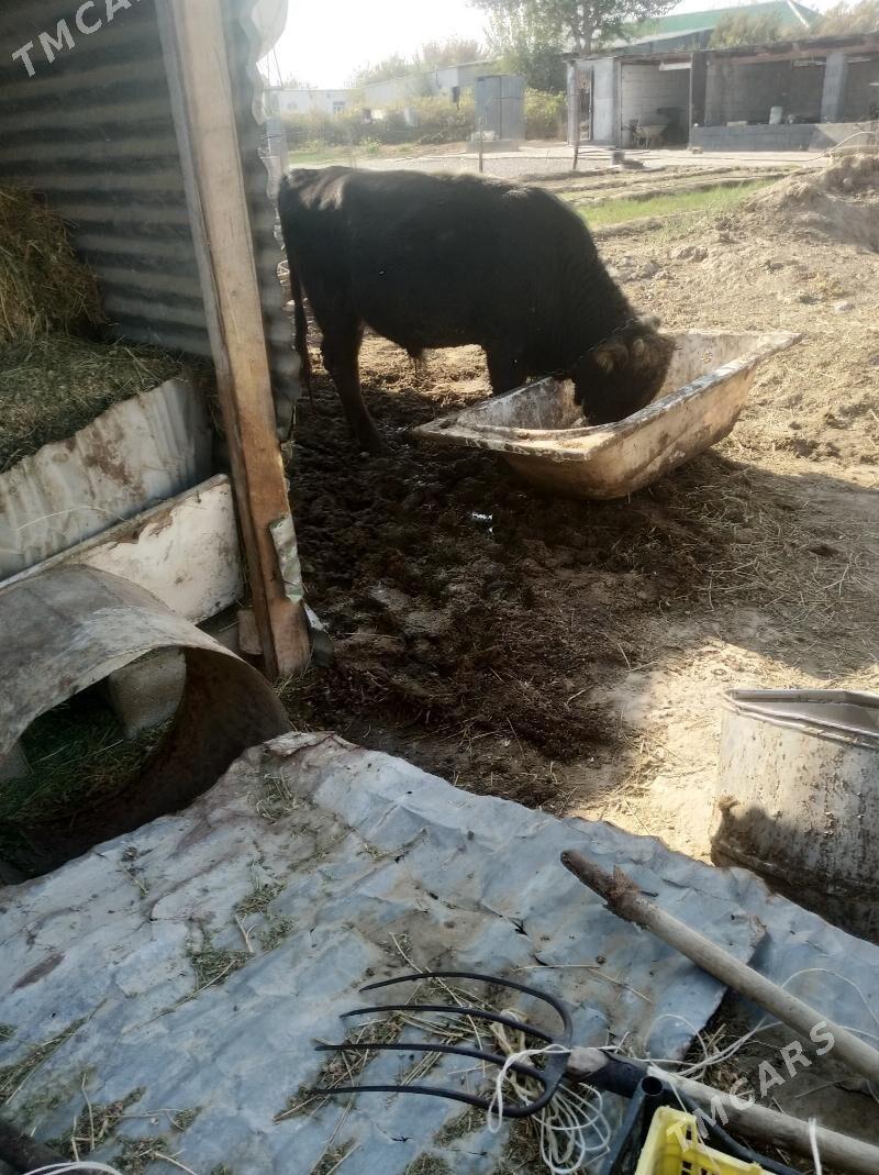 Öküz - Gypjak - img 2