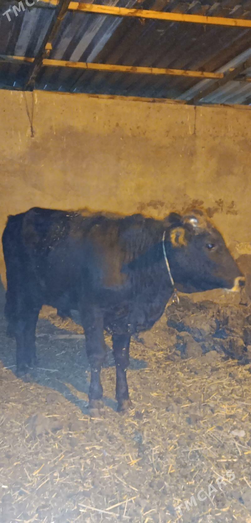 okuz - Анев - img 1