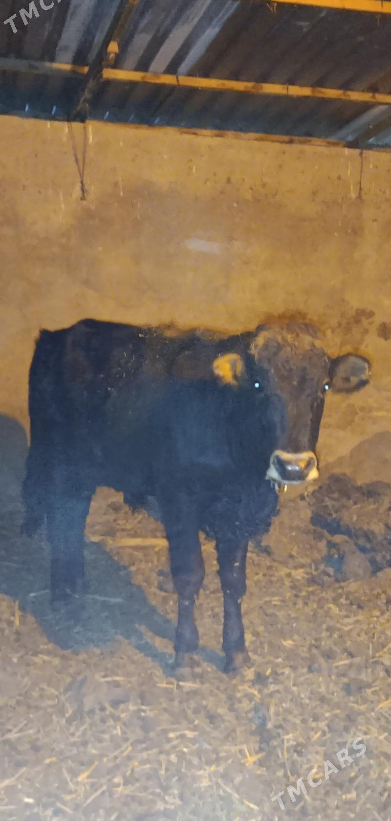 okuz - Анев - img 2