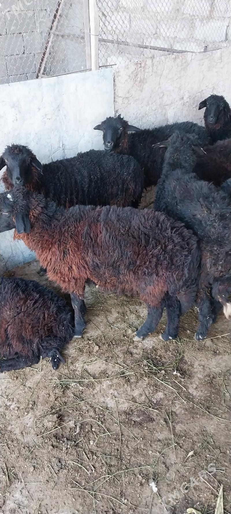 Garaköl tokli - Büzmeýin - img 3