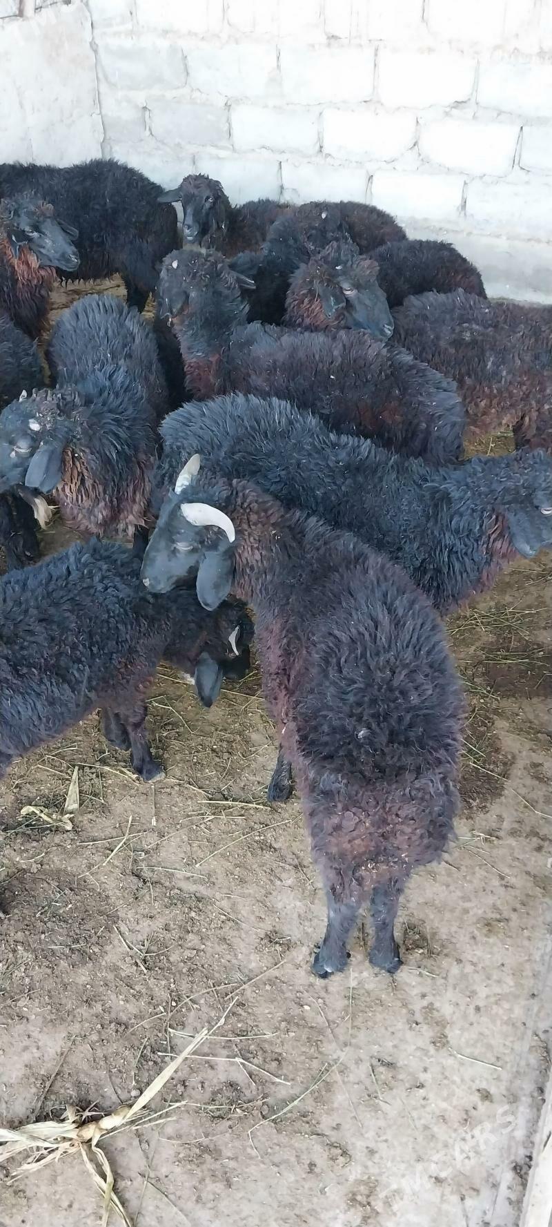 Garaköl tokli - Büzmeýin - img 2