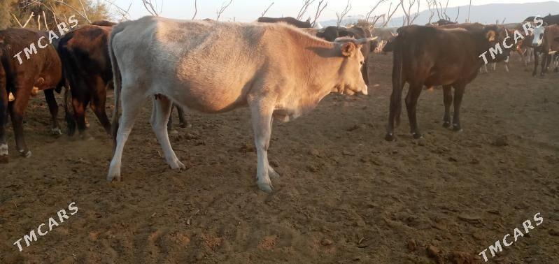 bogaz sygyr - Bereket - img 2