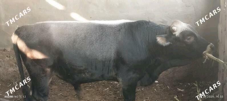 okuz - Büzmeýin - img 1