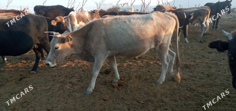 bogaz sygyr - Bereket - img 4