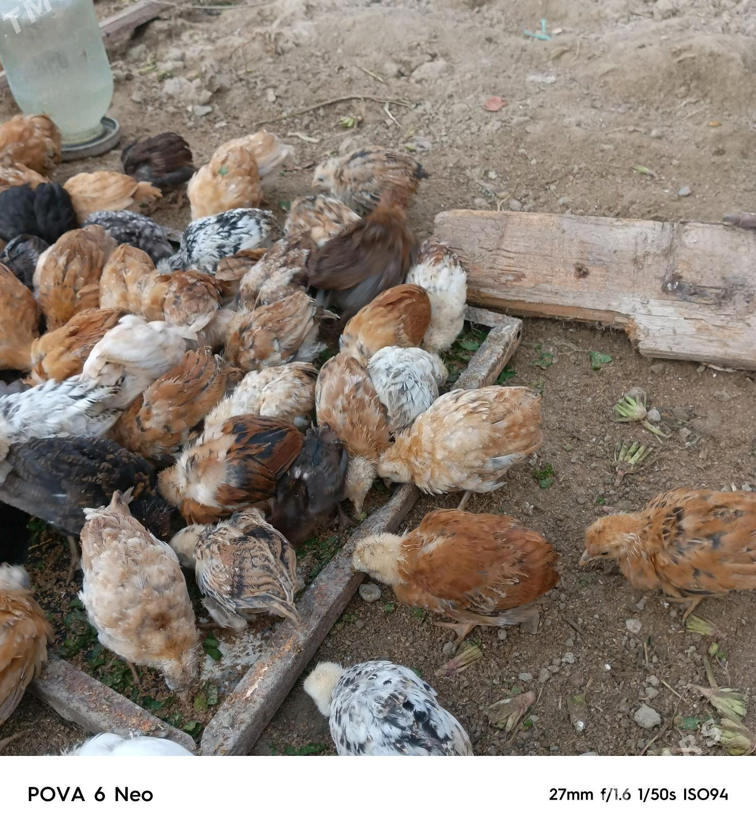 jüje - Gökdepe - img 5