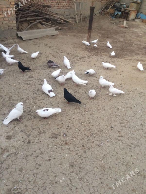 kepderi - Bäherden - img 2