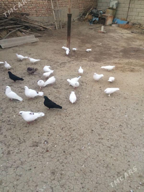 kepderi - Bäherden - img 3