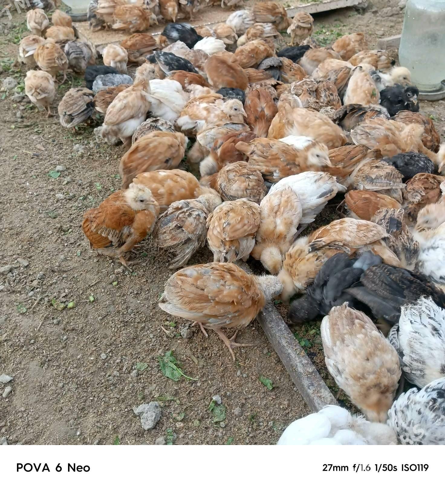 jüje - Gökdepe - img 1