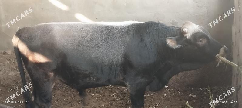 okuz - Büzmeýin - img 2