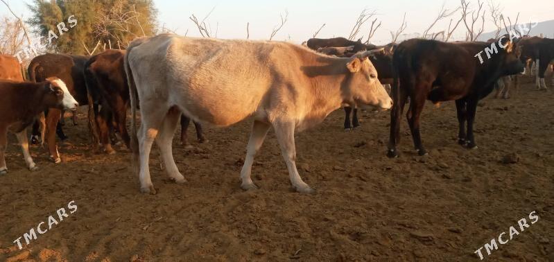 bogaz sygyr - Bereket - img 1