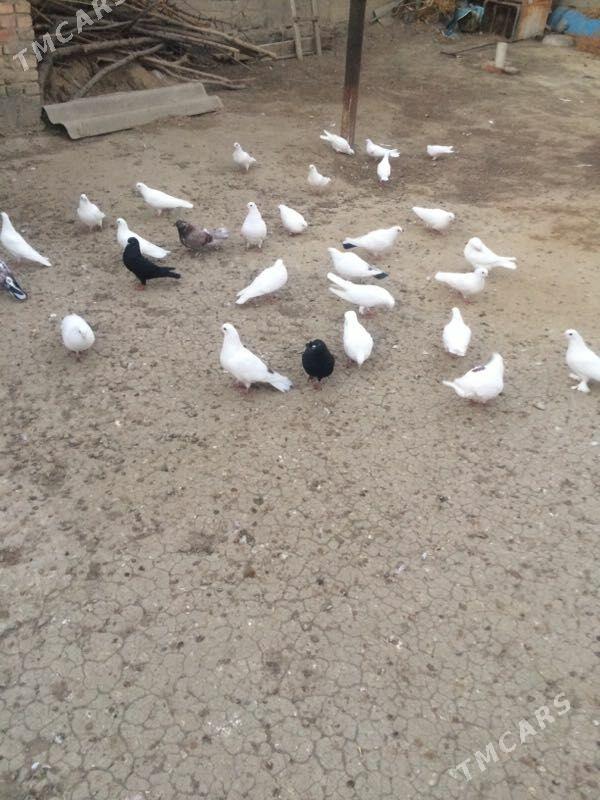 kepderi - Bäherden - img 4