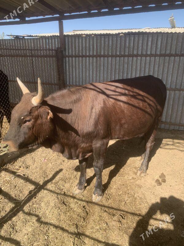 çöl öküz arassa 3 yaşan - Sakarçäge - img 4