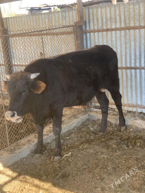 çöl öküz arassa 3 yaşan - Sakarçäge - img 2