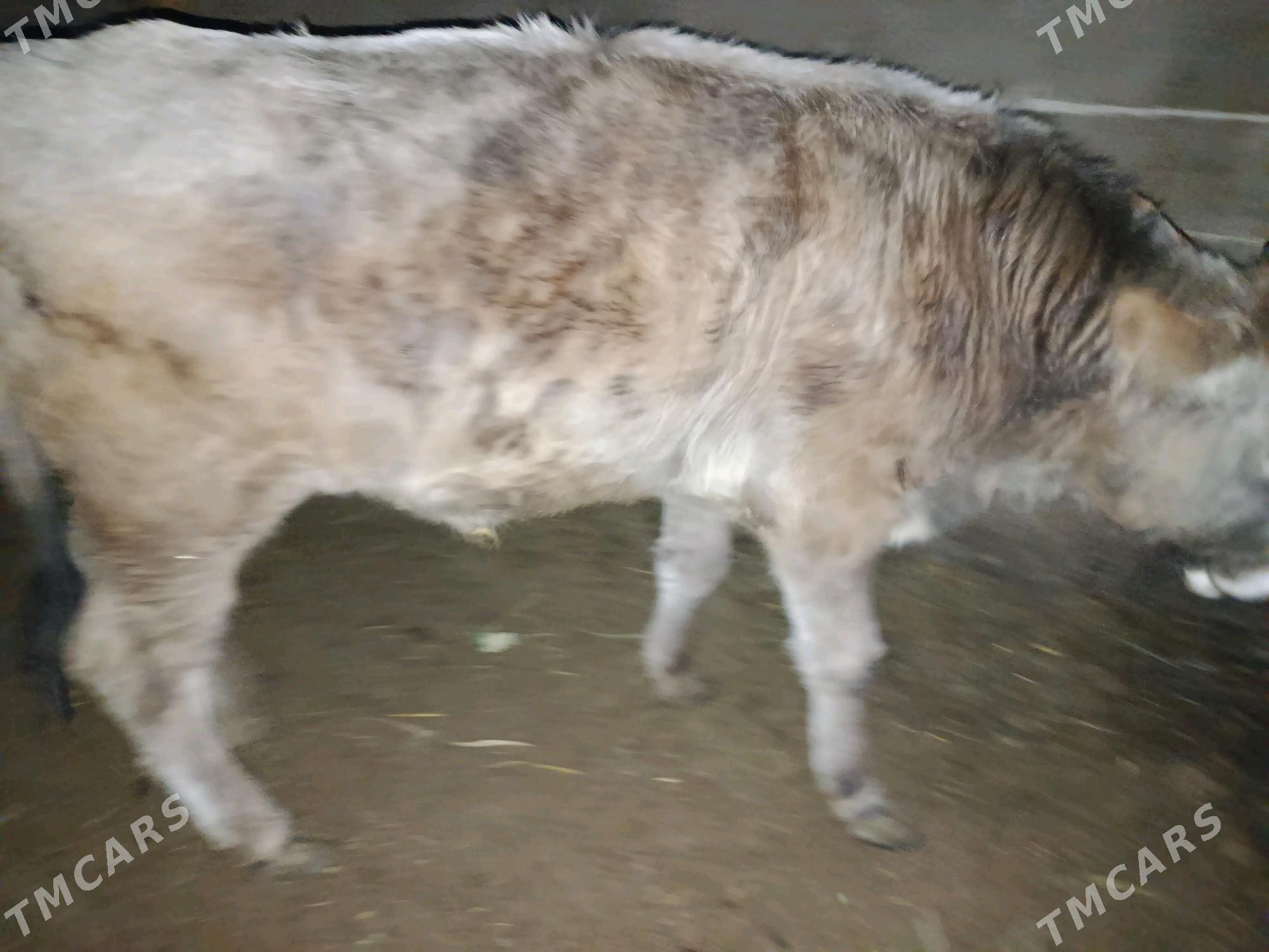 Öküz - Яшлык - img 1