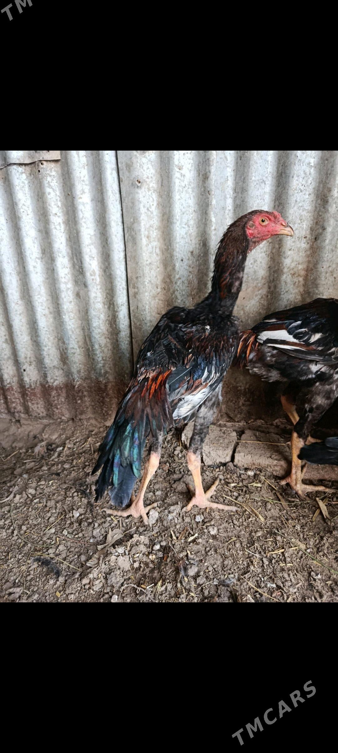 Taşkent juje - Tejen - img 1