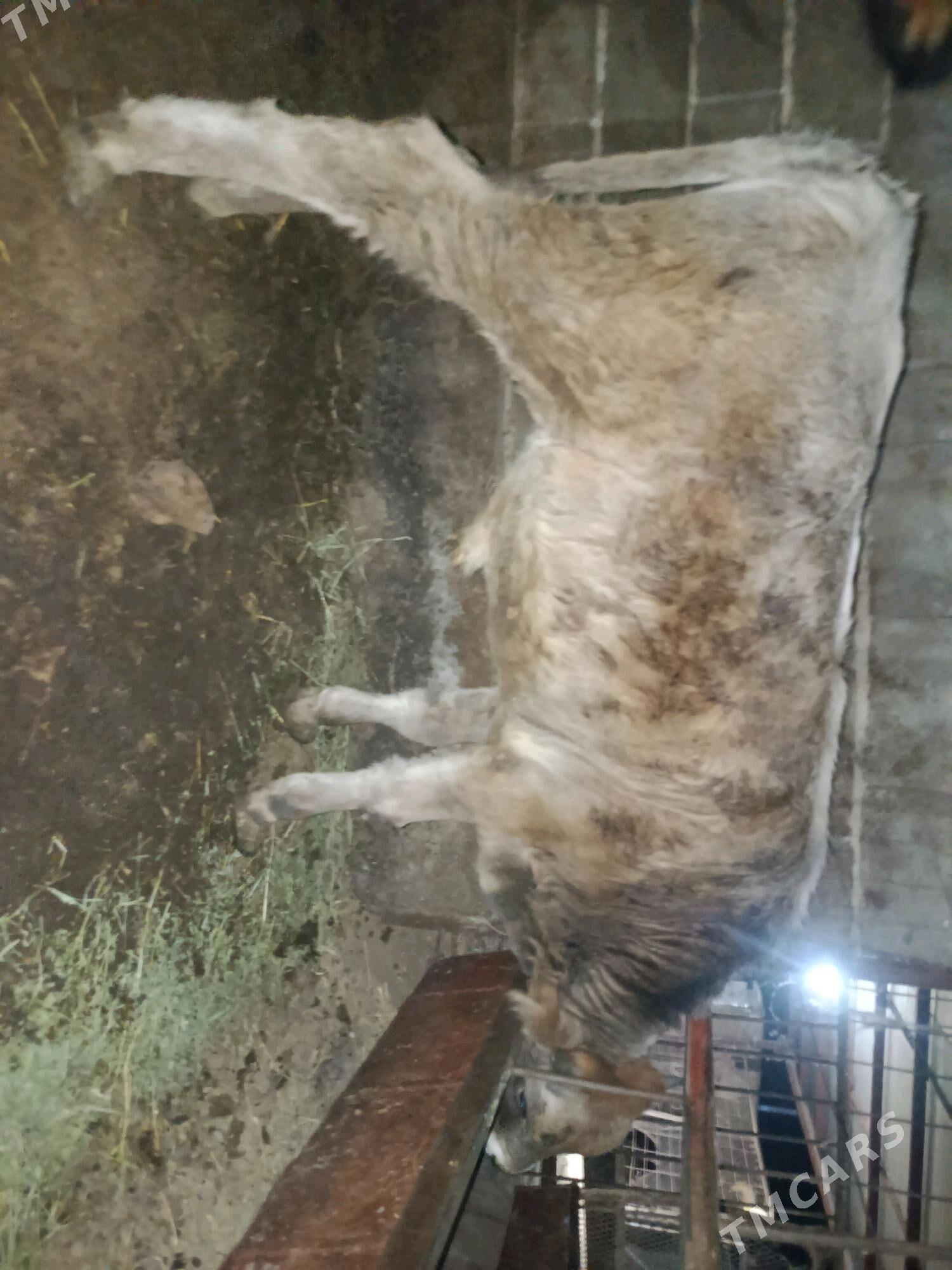 Öküz - Яшлык - img 2