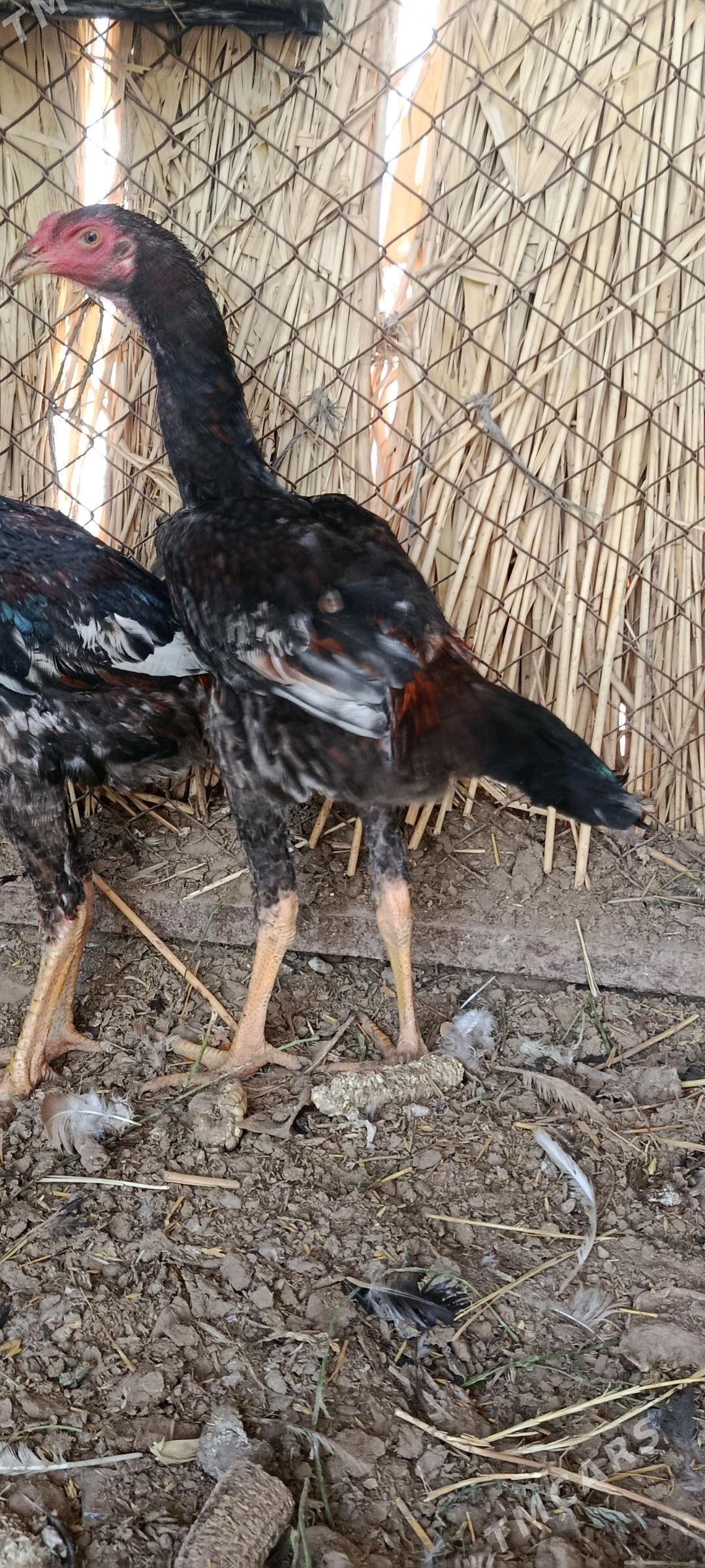 Taşkent juje - Tejen - img 2