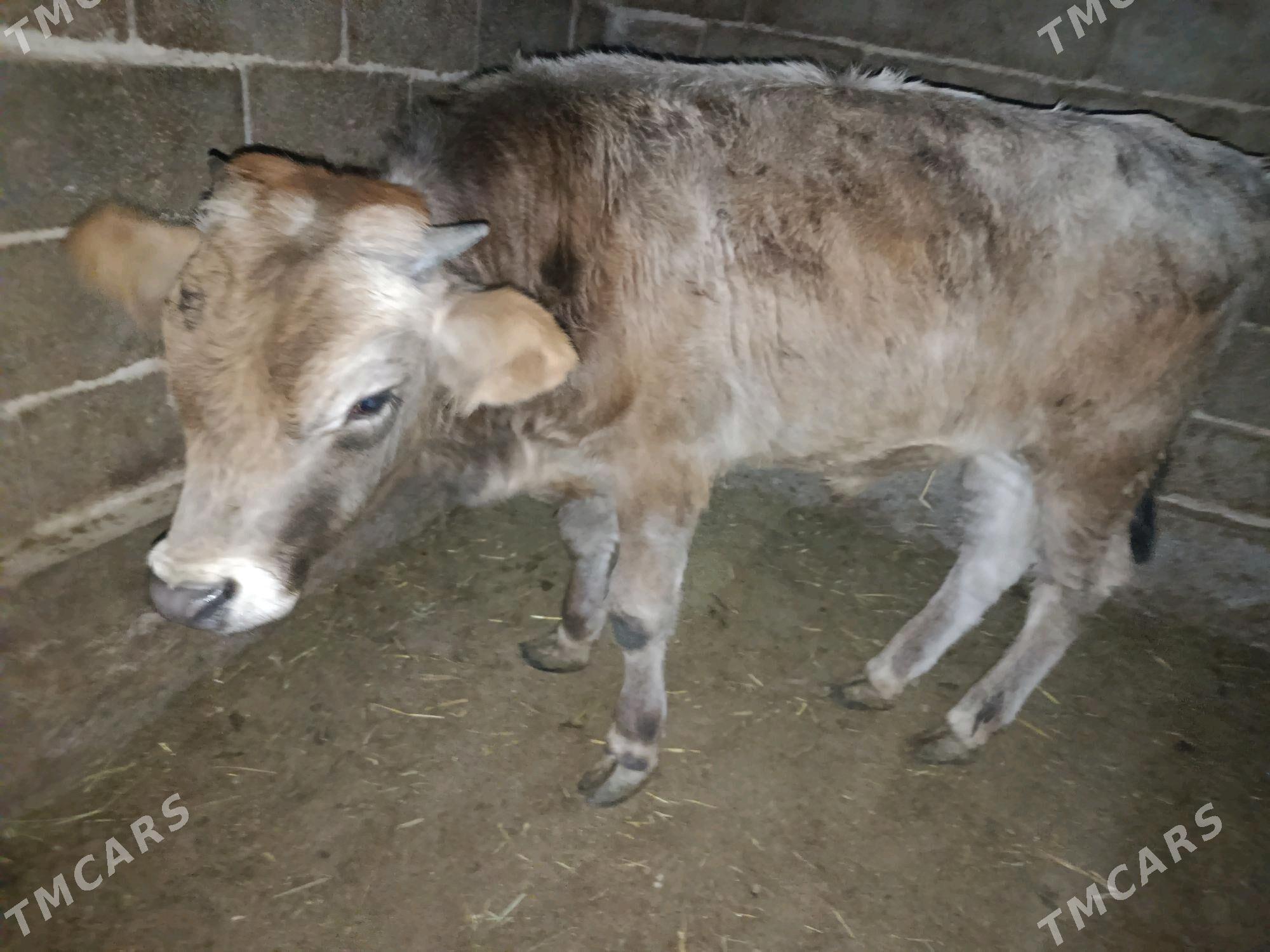 Öküz - Яшлык - img 4