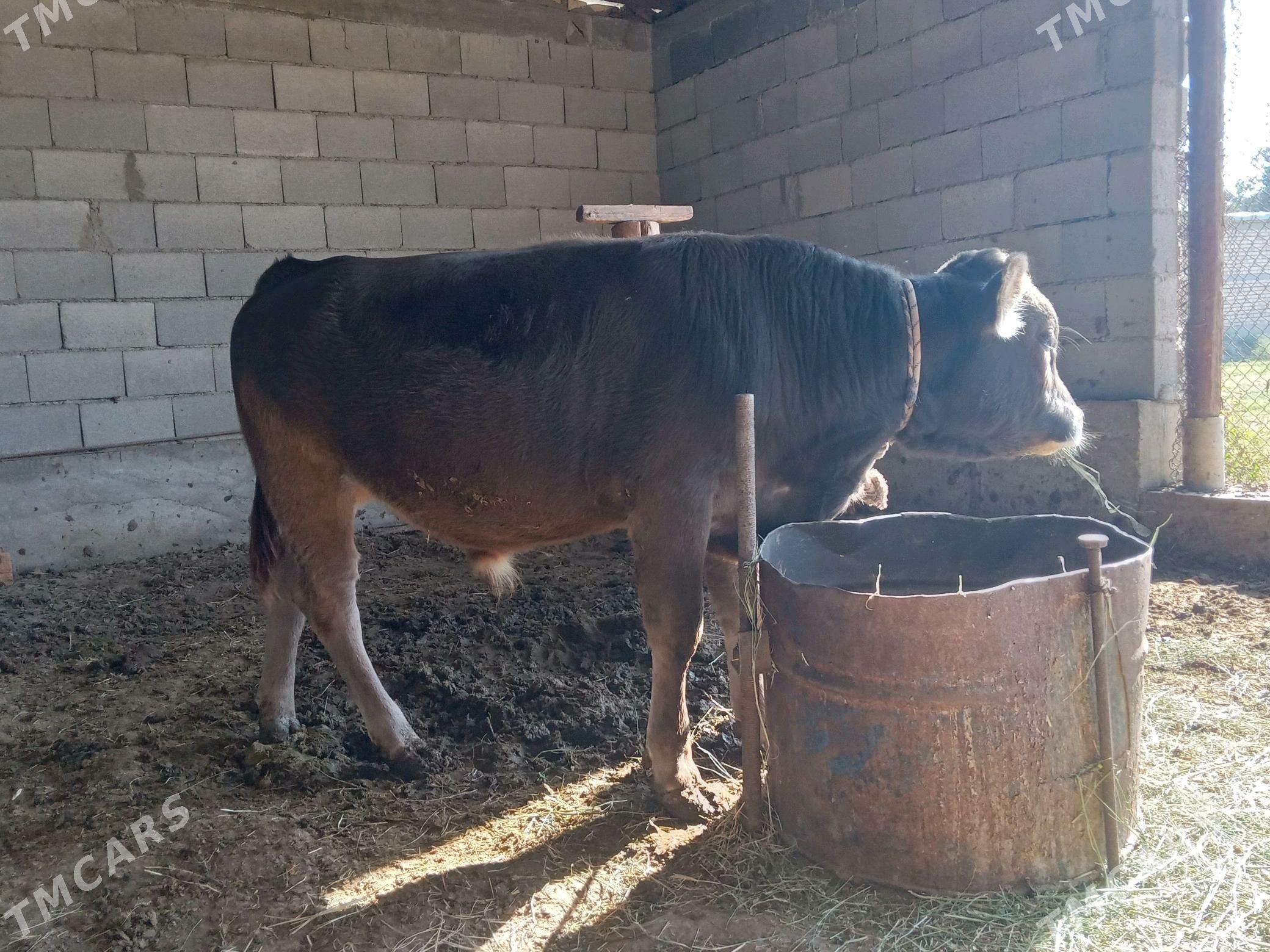 öküz. - Гёкдепе - img 1