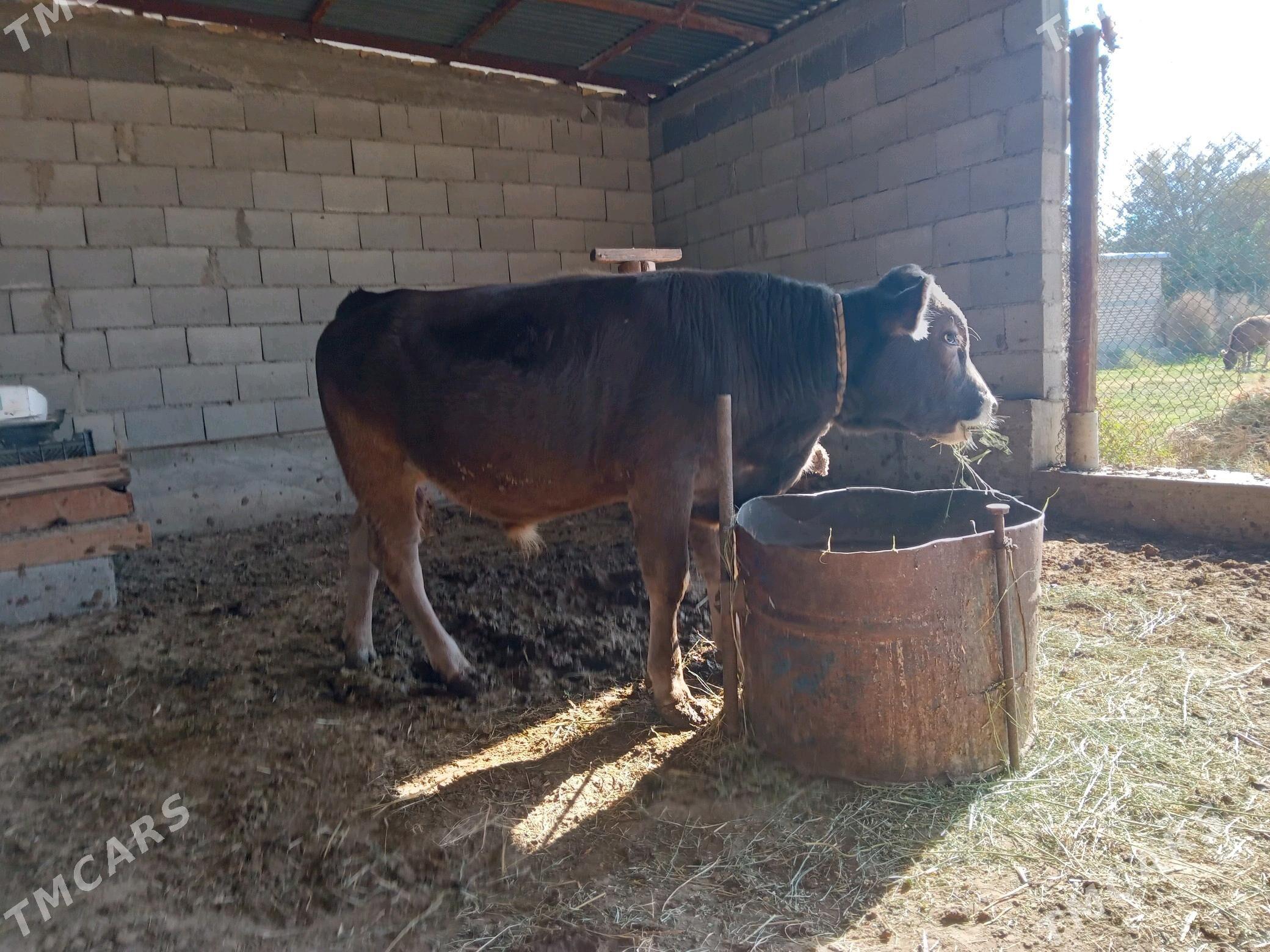 öküz. - Гёкдепе - img 4