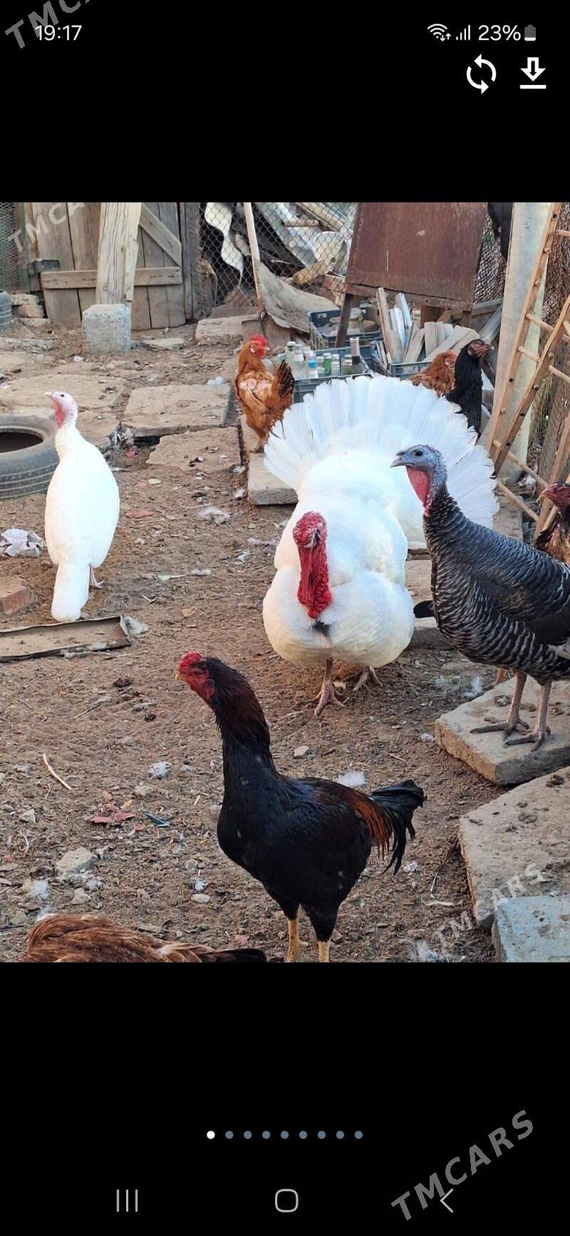 Induk uly - Mary - img 1