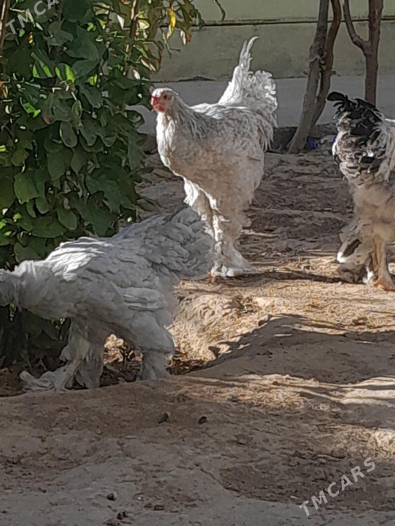 Lawanta - Гарадамак - img 2